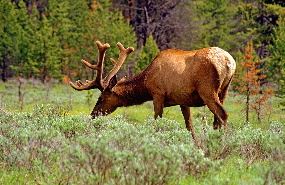 zur &Uuml;bersicht Tiere 3