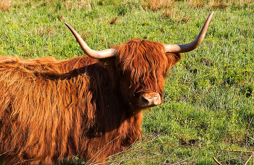 zur &Uuml;bersicht Tiere 3