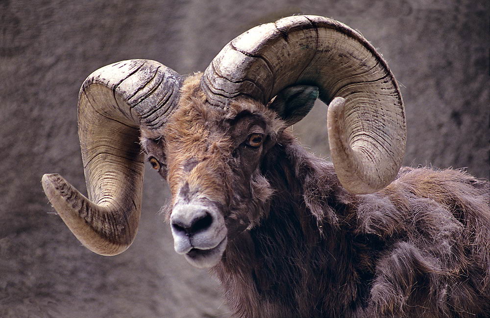 zur &Uuml;bersicht Tiere 3