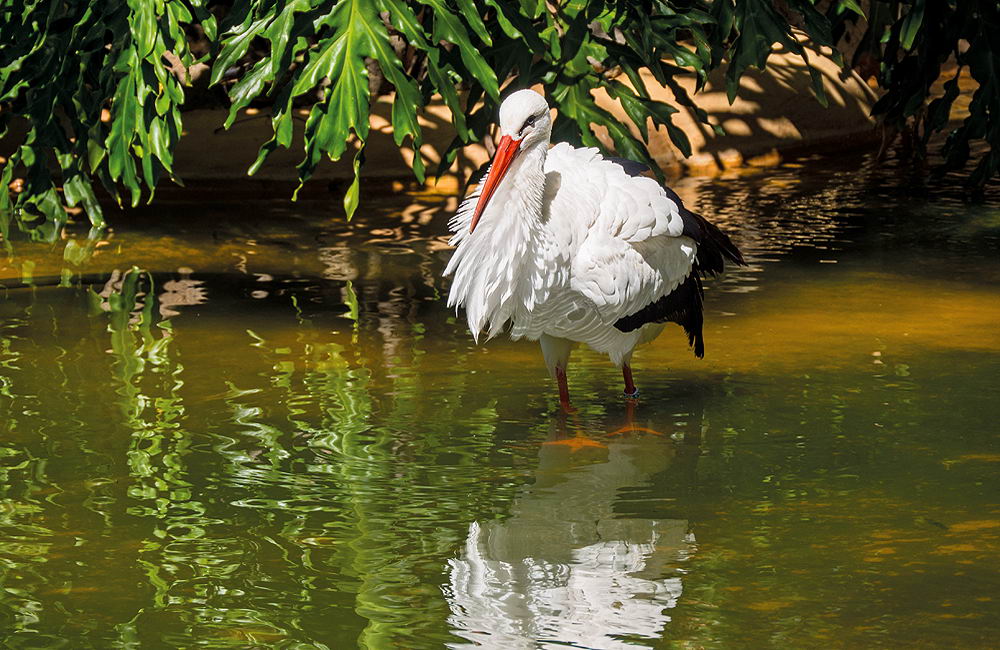 zur &Uuml;bersicht Tiere 4