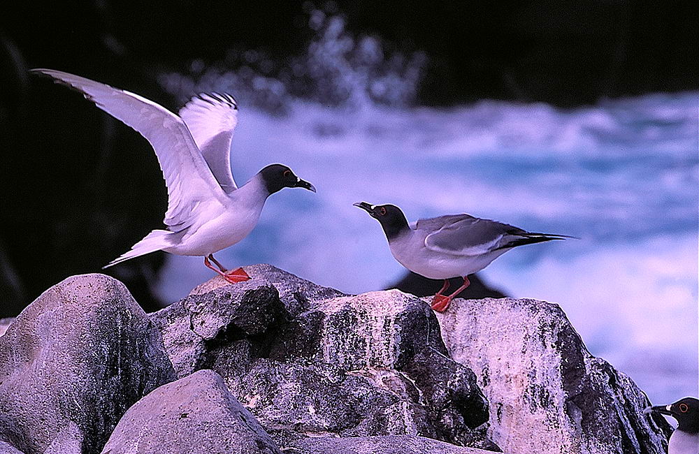 zur &Uuml;bersicht Tiere 4