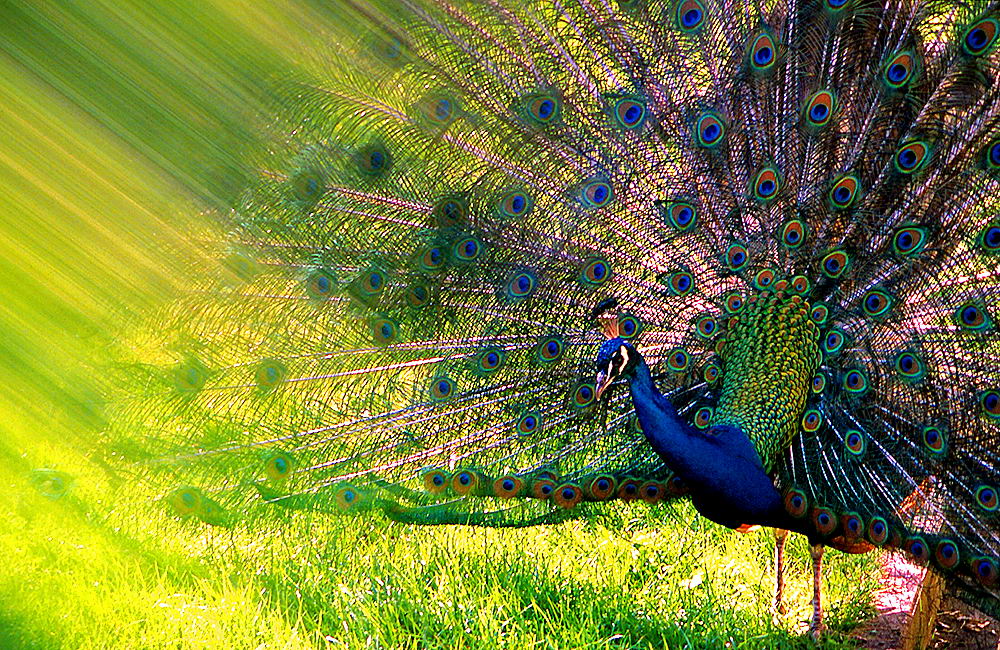 zur &Uuml;bersicht Tiere 4