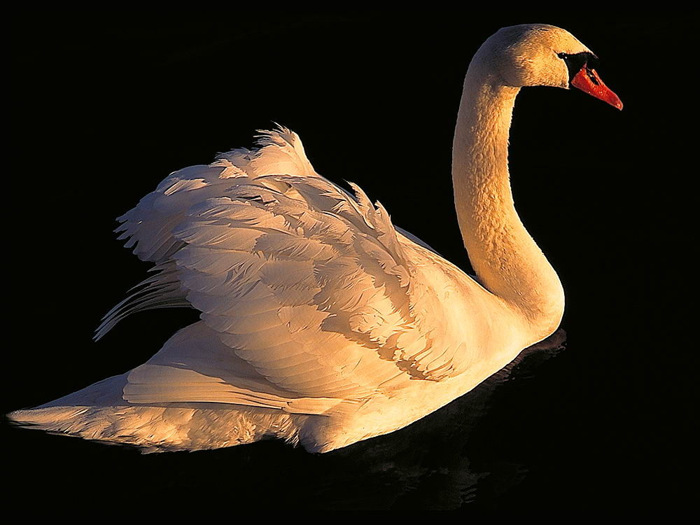 zur &Uuml;bersicht Tiere 5