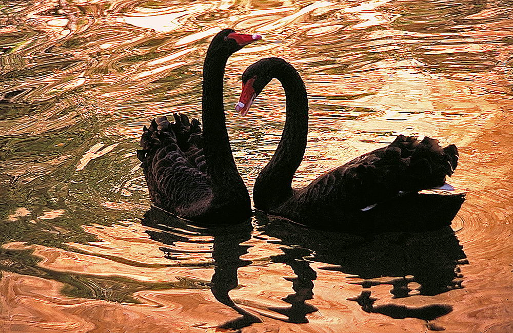 zur &Uuml;bersicht Tiere 5