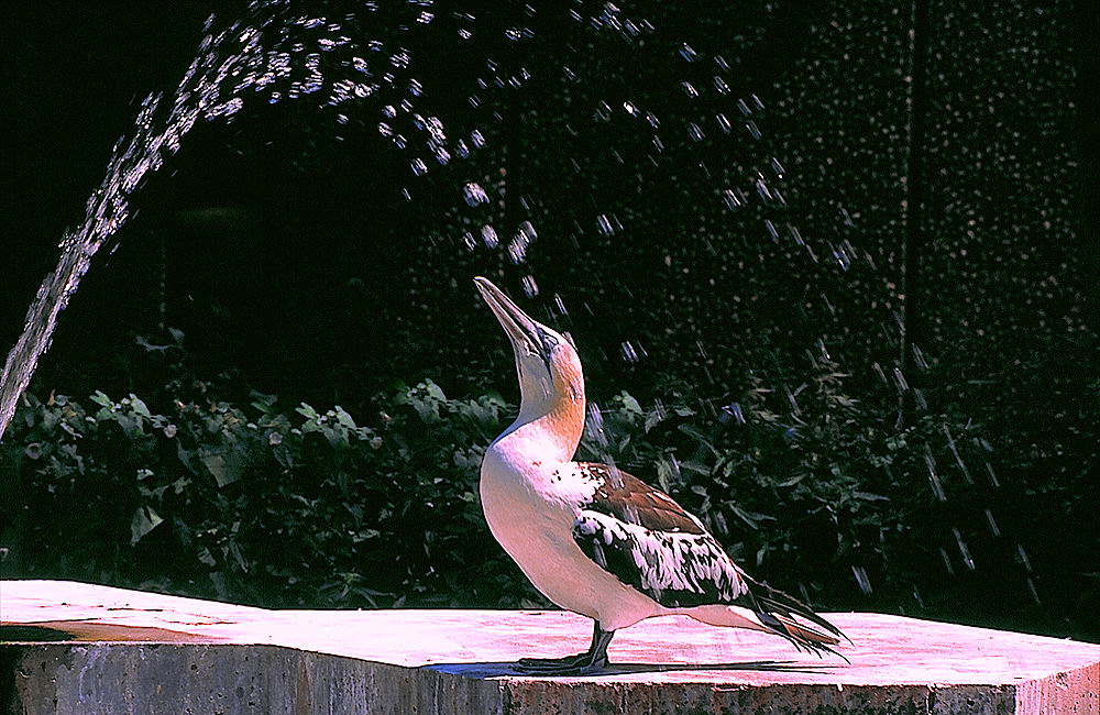 zur &Uuml;bersicht Tiere 5