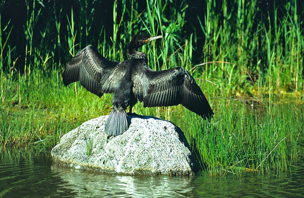 zur &Uuml;bersicht Tiere 5