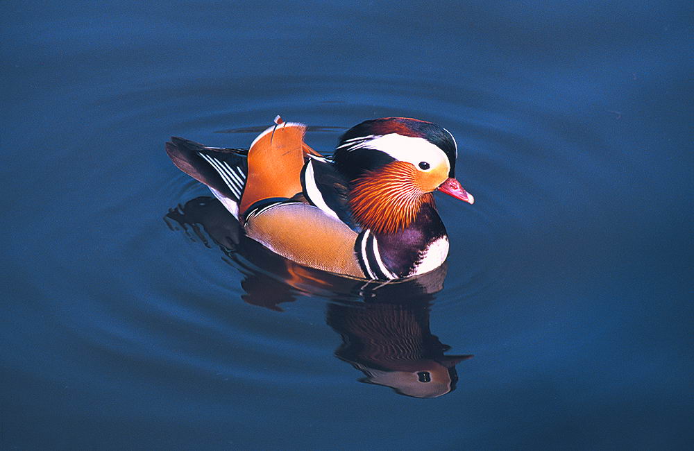 zur &Uuml;bersicht Tiere 5
