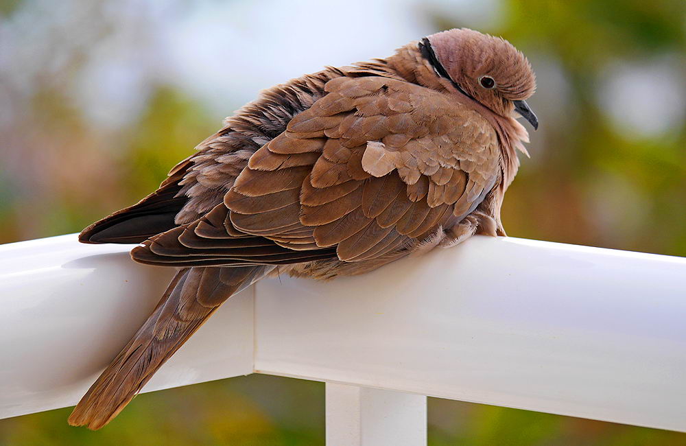 zur &Uuml;bersicht Tiere 6