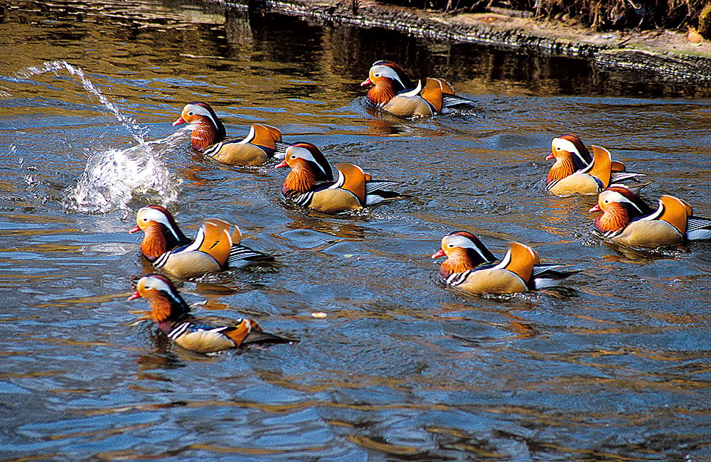 zur &Uuml;bersicht Tiere 6