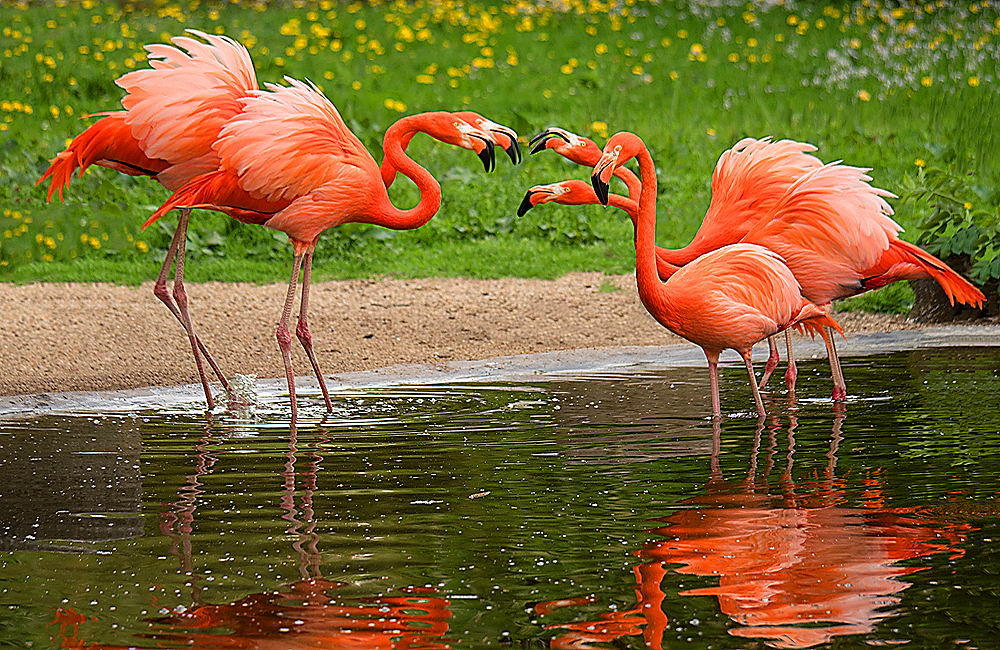 zur &Uuml;bersicht Tiere 6