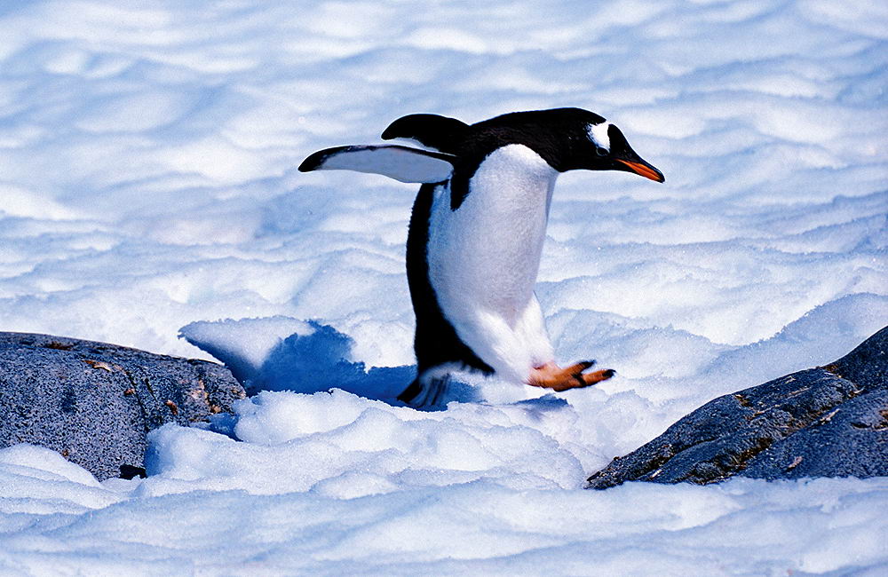 zur &Uuml;bersicht Tiere 7