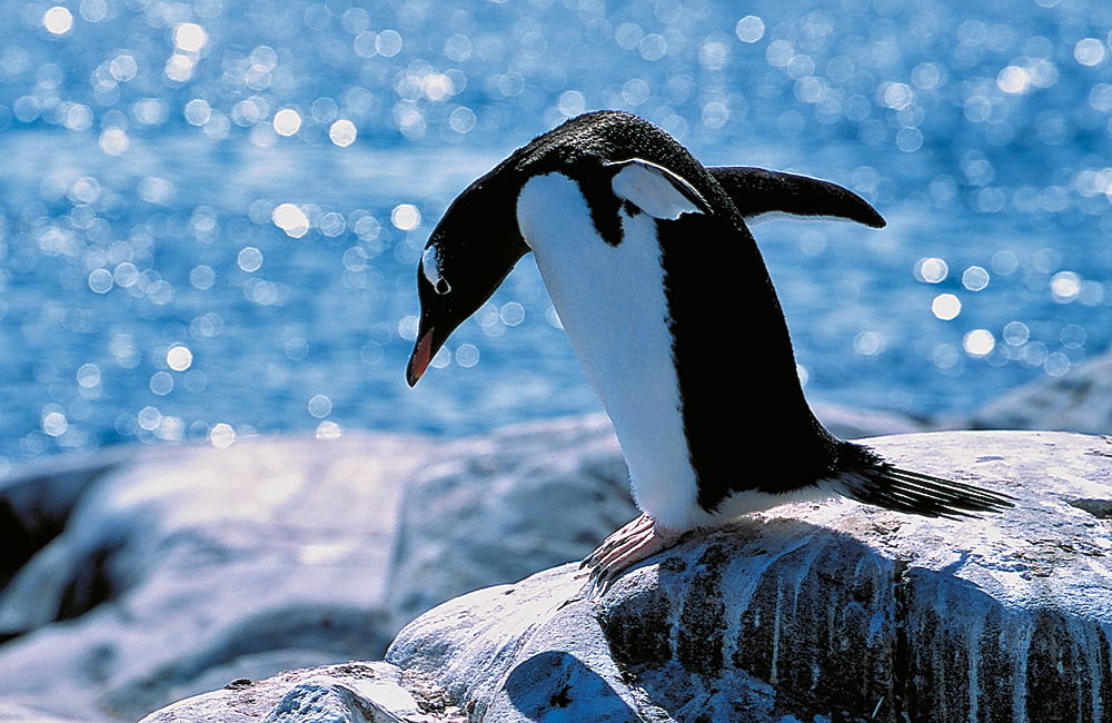 zur &Uuml;bersicht Tiere 7