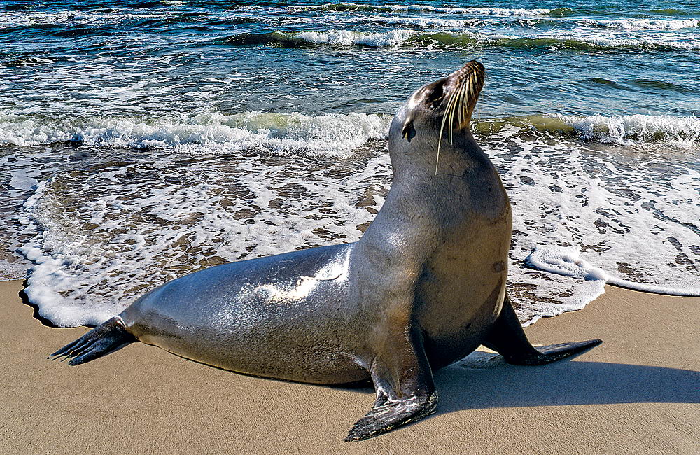 zur &Uuml;bersicht Tiere 7