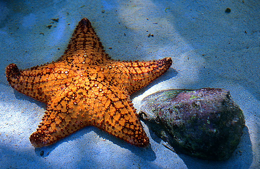 zur &Uuml;bersicht Tiere 8