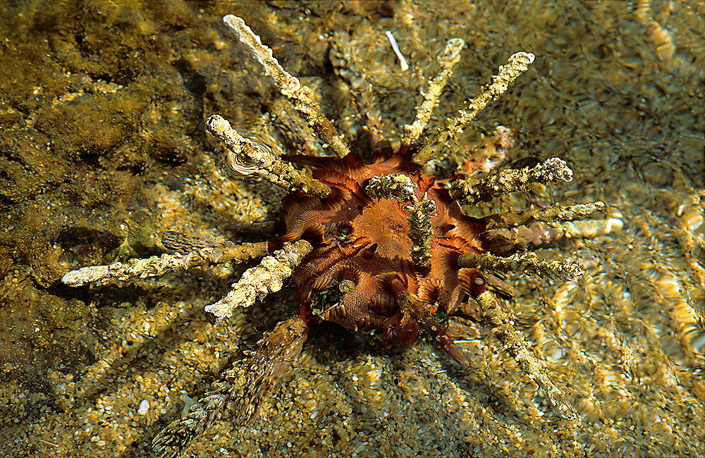 zur &Uuml;bersicht Tiere 8