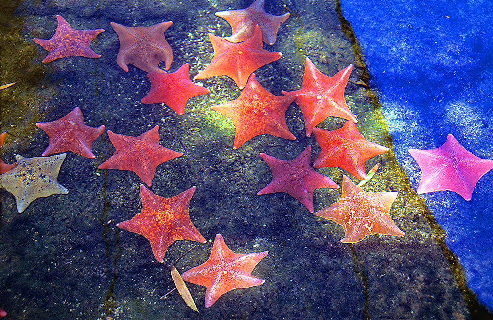 zur &Uuml;bersicht Tiere 8