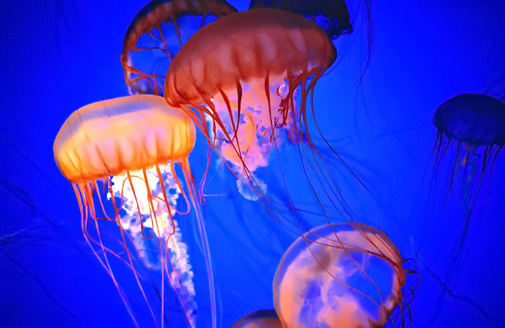 zur &Uuml;bersicht Tiere 8