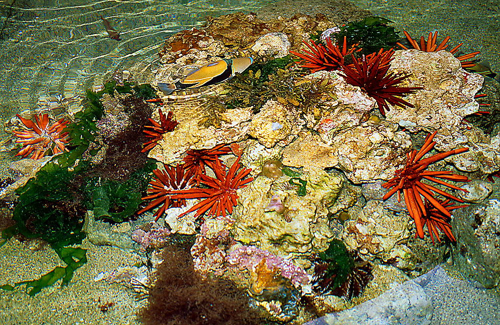 zur &Uuml;bersicht Tiere 8