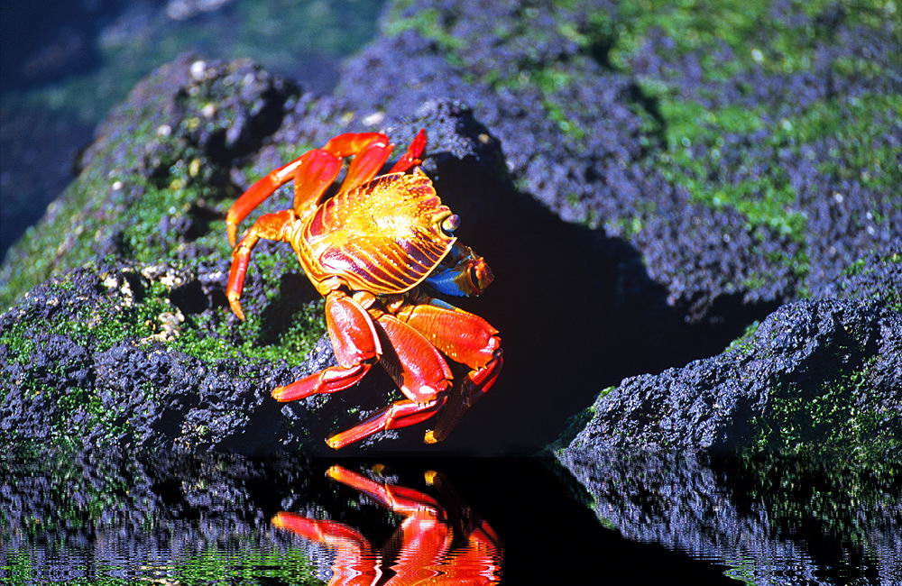 zur &Uuml;bersicht Tiere 8