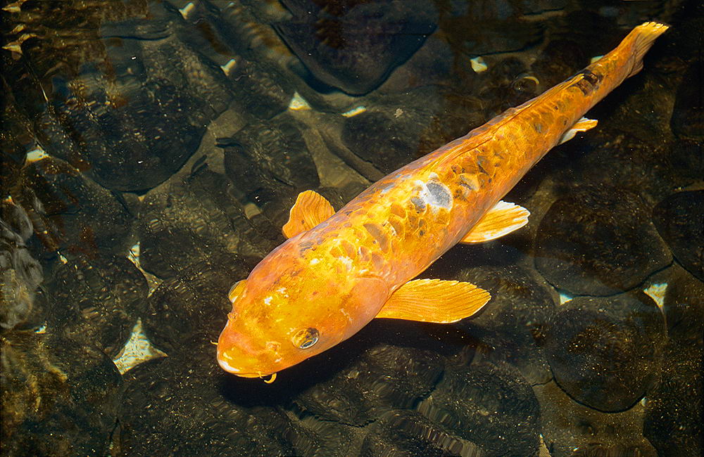 zur &Uuml;bersicht Tiere 8