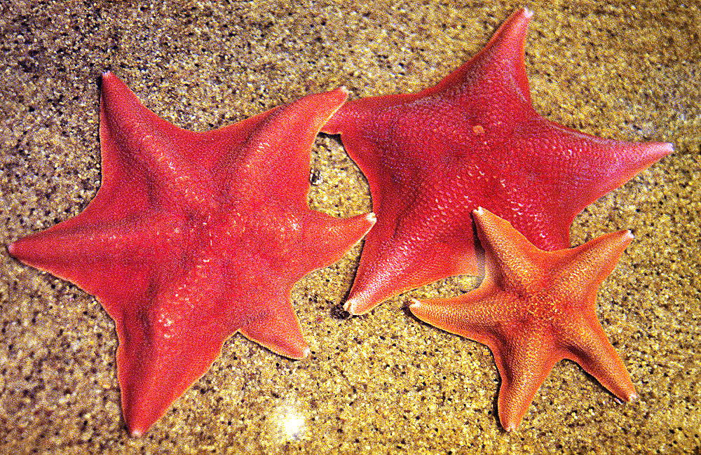 zur &Uuml;bersicht Tiere 8