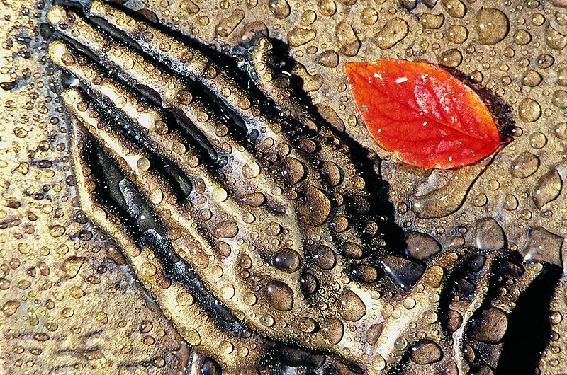 zur Übersicht Trauer 4