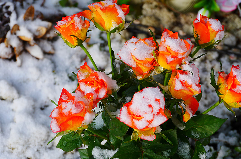 zur Übersicht Trauer 5