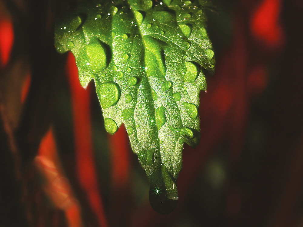zur Übersicht Wassertropfen 6