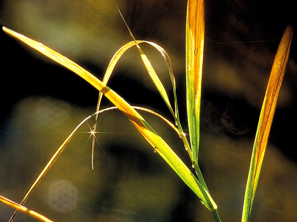 zur Übersicht Wassertropfen 7