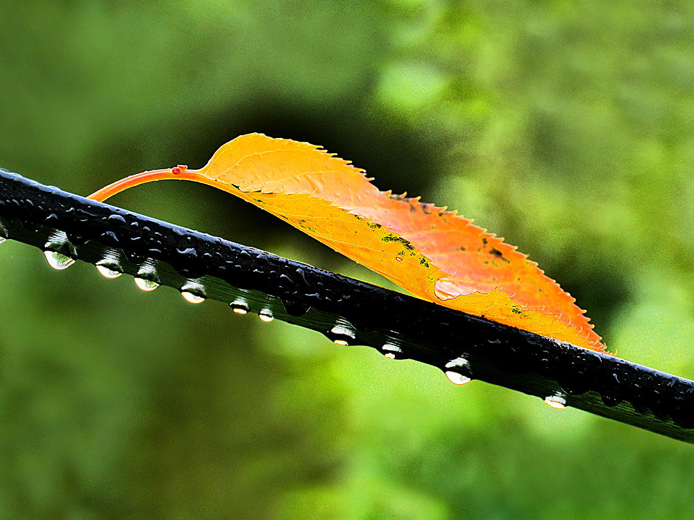 zur Übersicht Wassertropfen 8