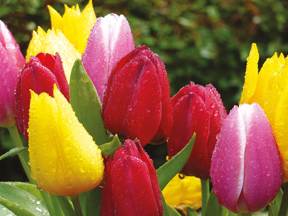 zur Übersicht Wassertropfen 8