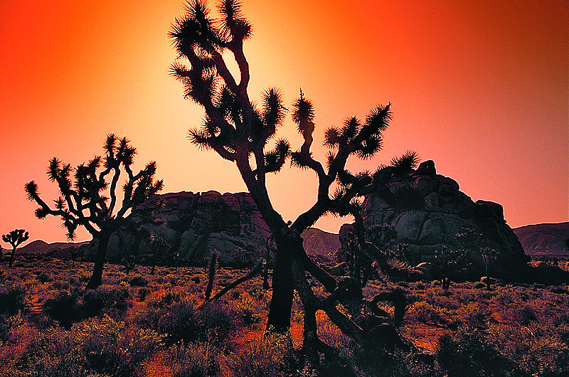 zur Übersicht USA Nationalparks I