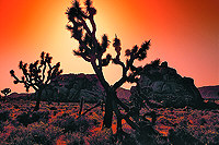 Joshua Tree N.P.