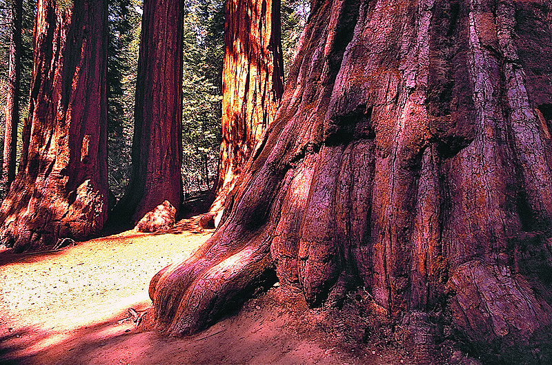 zur Übersicht USA Nationalparks I