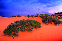 Coral Pink Dunes 