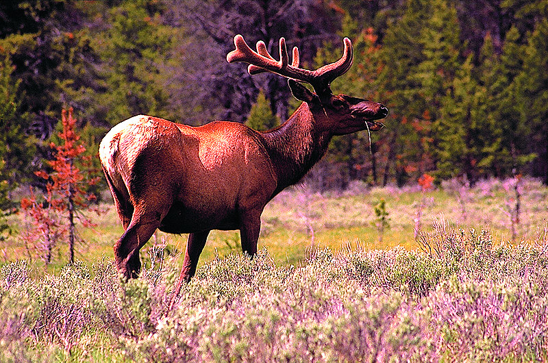 zur Übersicht Yellowstone N. P.