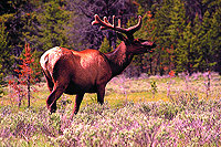 Wapiti 