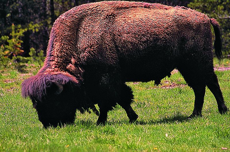 zur Übersicht Yellowstone N. P.