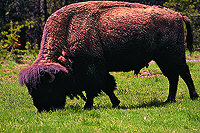 Bison