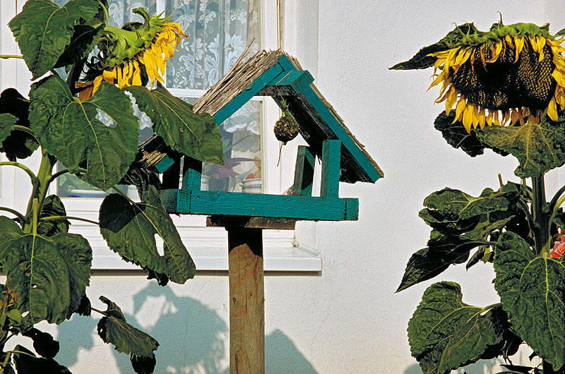 zur Übersicht Vogelhäuschen 2