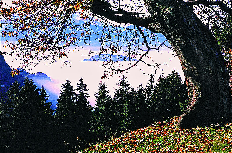 zur Übersicht Vorarlberg