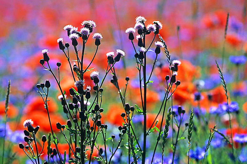 zur Übersicht Wildblumen
