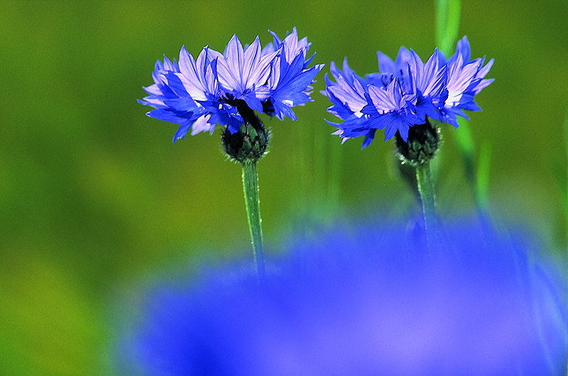 zur Übersicht Wildblumen