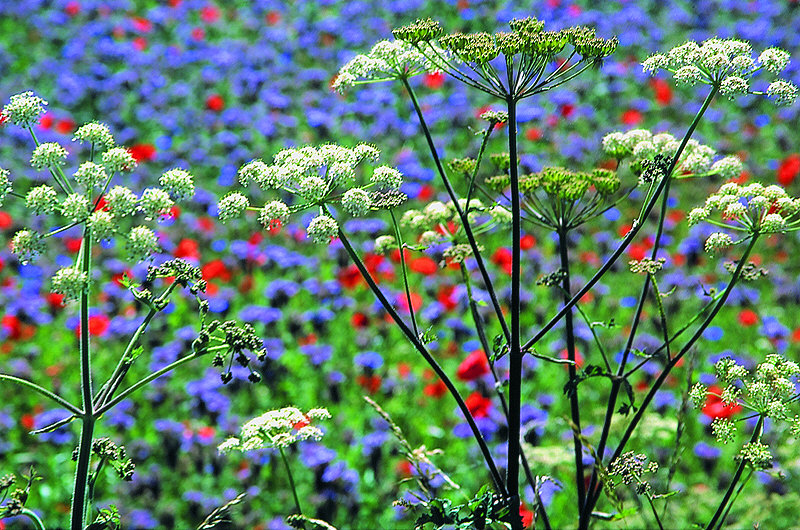 zur Übersicht Wildblumen