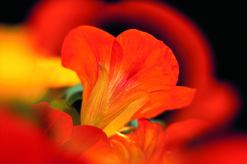 zur Übersicht Wildblumen