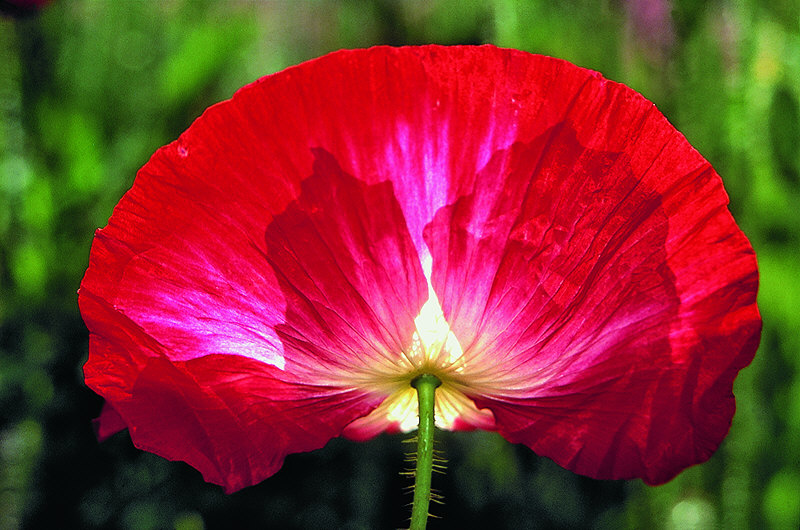 zur Übersicht Wildblumen