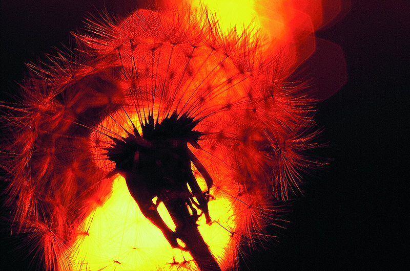 zur Übersicht Wildblumen