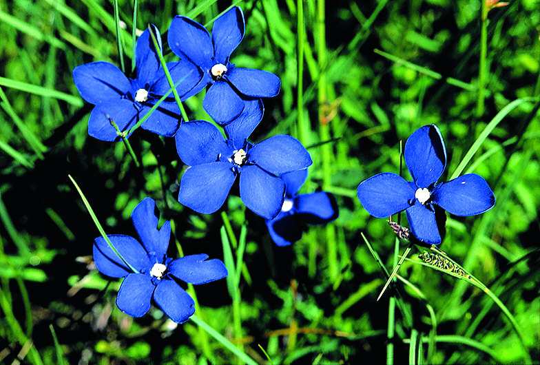 zur Übersicht Wildblumen