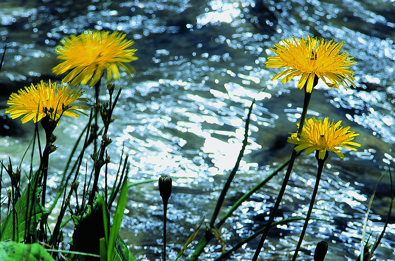 zur Übersicht Wildblumen