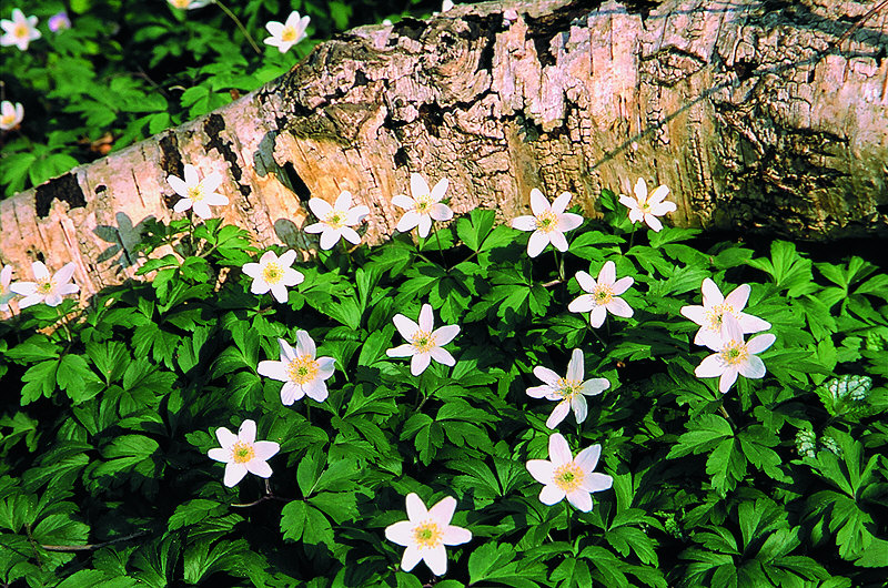 zur Übersicht Wildblumen